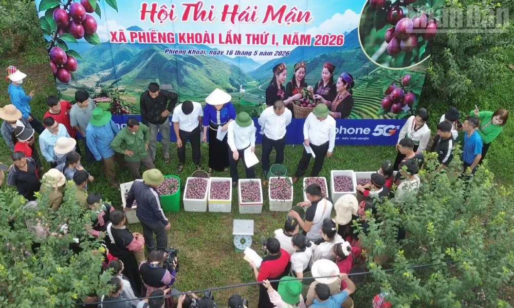 베트남 피엥코아이면 자두축제, 수확·전시·라이브커머스로 지역 활력