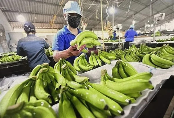 중국 수출 55.7% 급증한 베트남 과일·채소, 고부가가치 전환이 과제